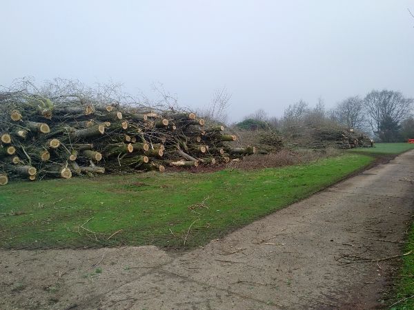Great Horksley-site-clearance-May-18